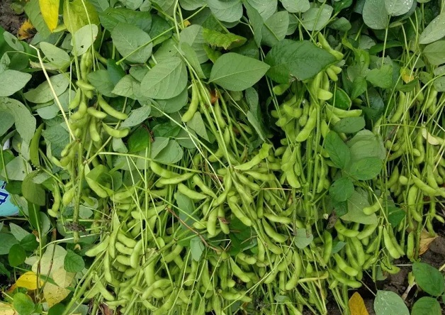 大豆能防止脂禿嗎？